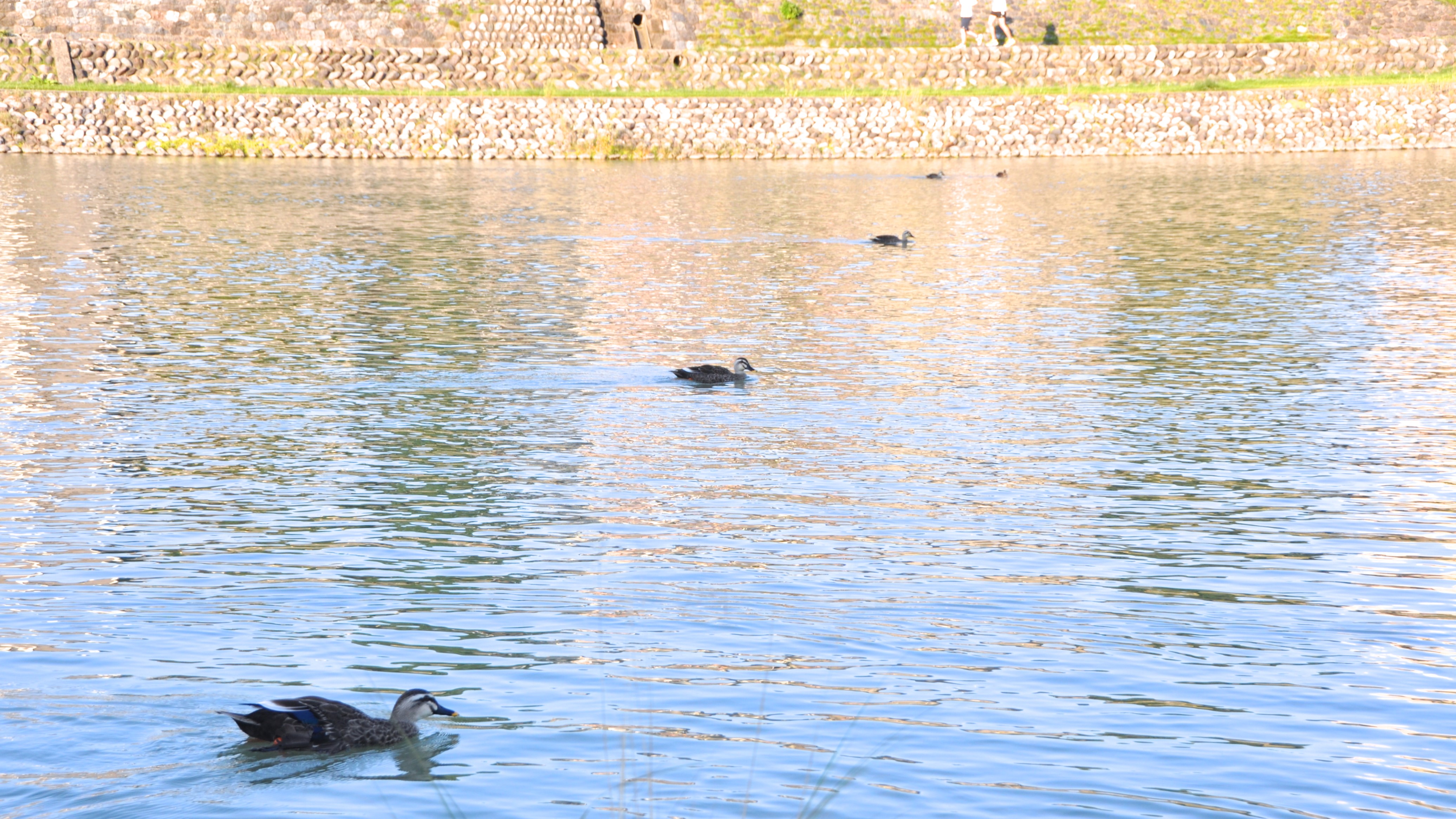 【当館周辺の景色】金沢の中心を流れる犀川。風景は四季の移ろいと共に表情を変えます。