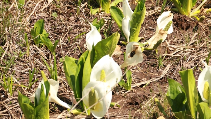 【トレッキング】早朝出発ＯＫ！山歩き＆登山に♪＜昼食付＆朝食分をおにぎりに変更可＞1泊3食付