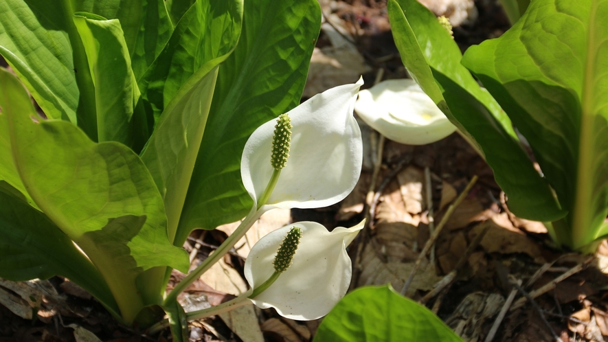 尾瀬国立公園 _水芭蕉