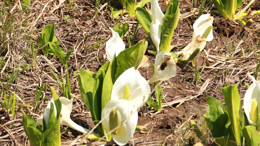 尾瀬国立公園 _水芭蕉