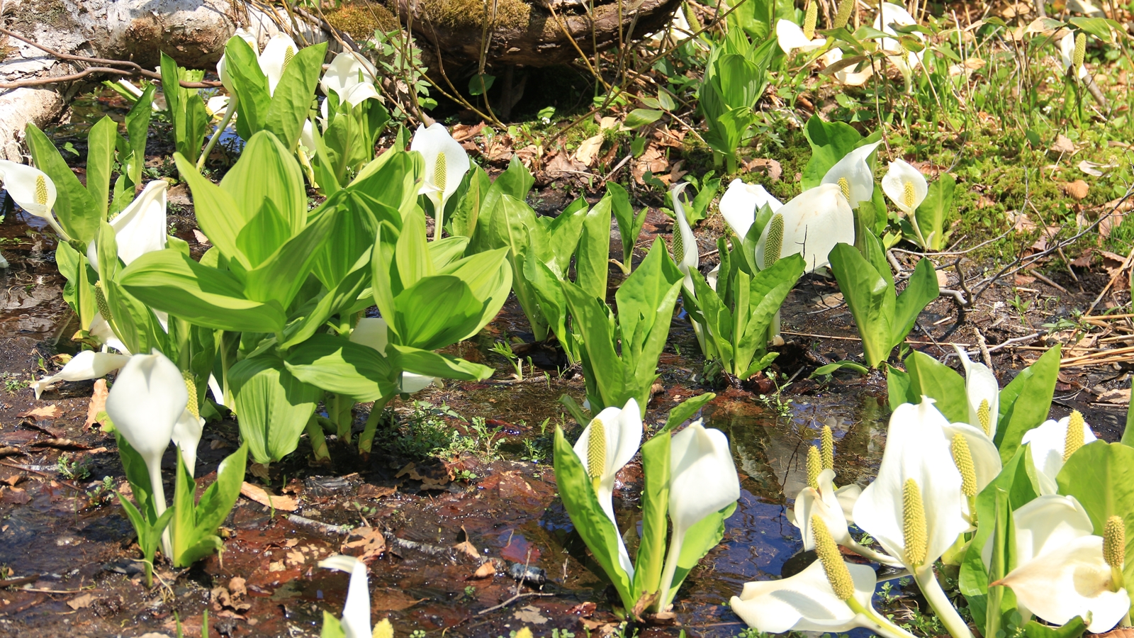 尾瀬国立公園 _水芭蕉