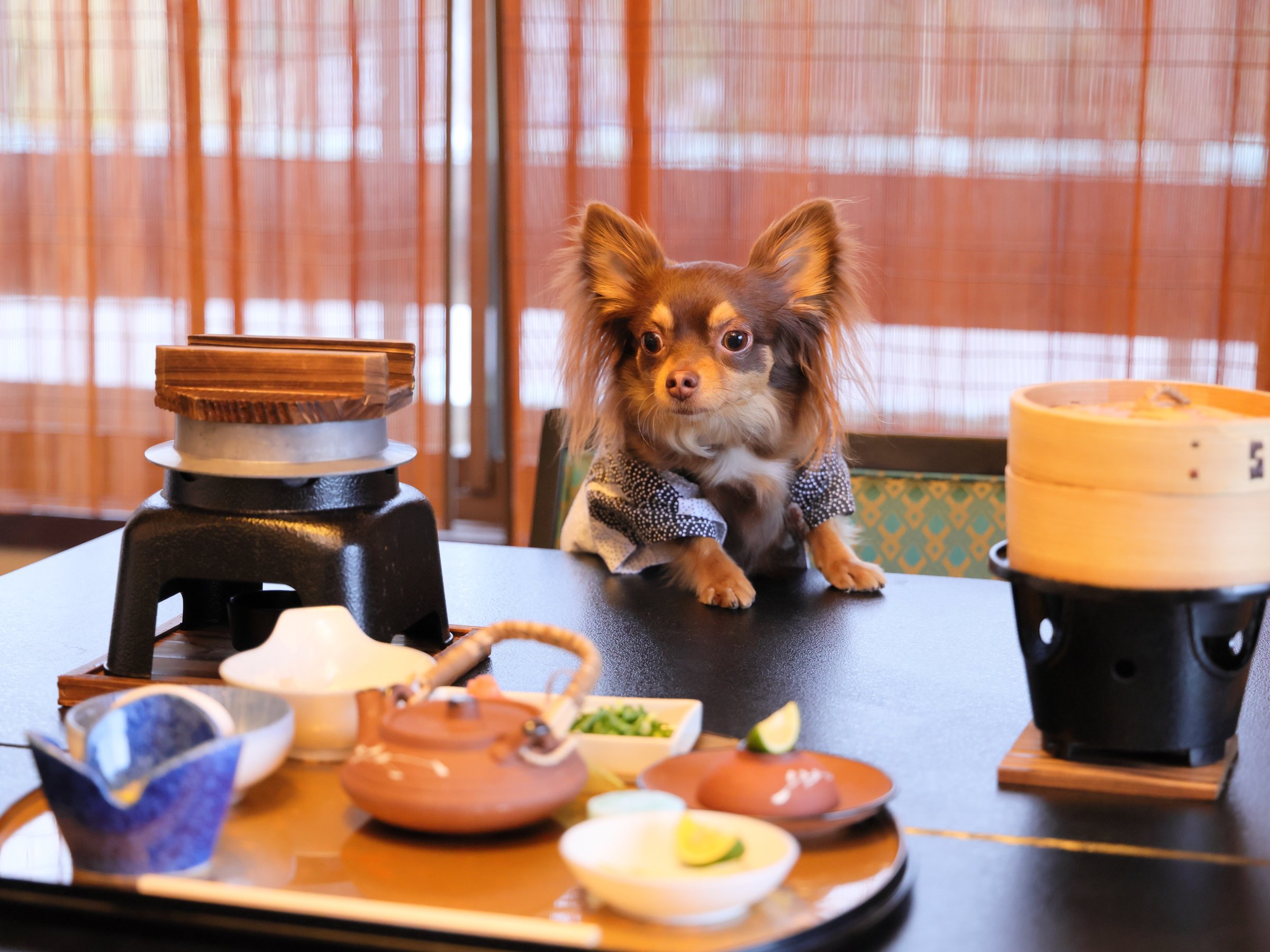 ペット同伴専用のお食事処