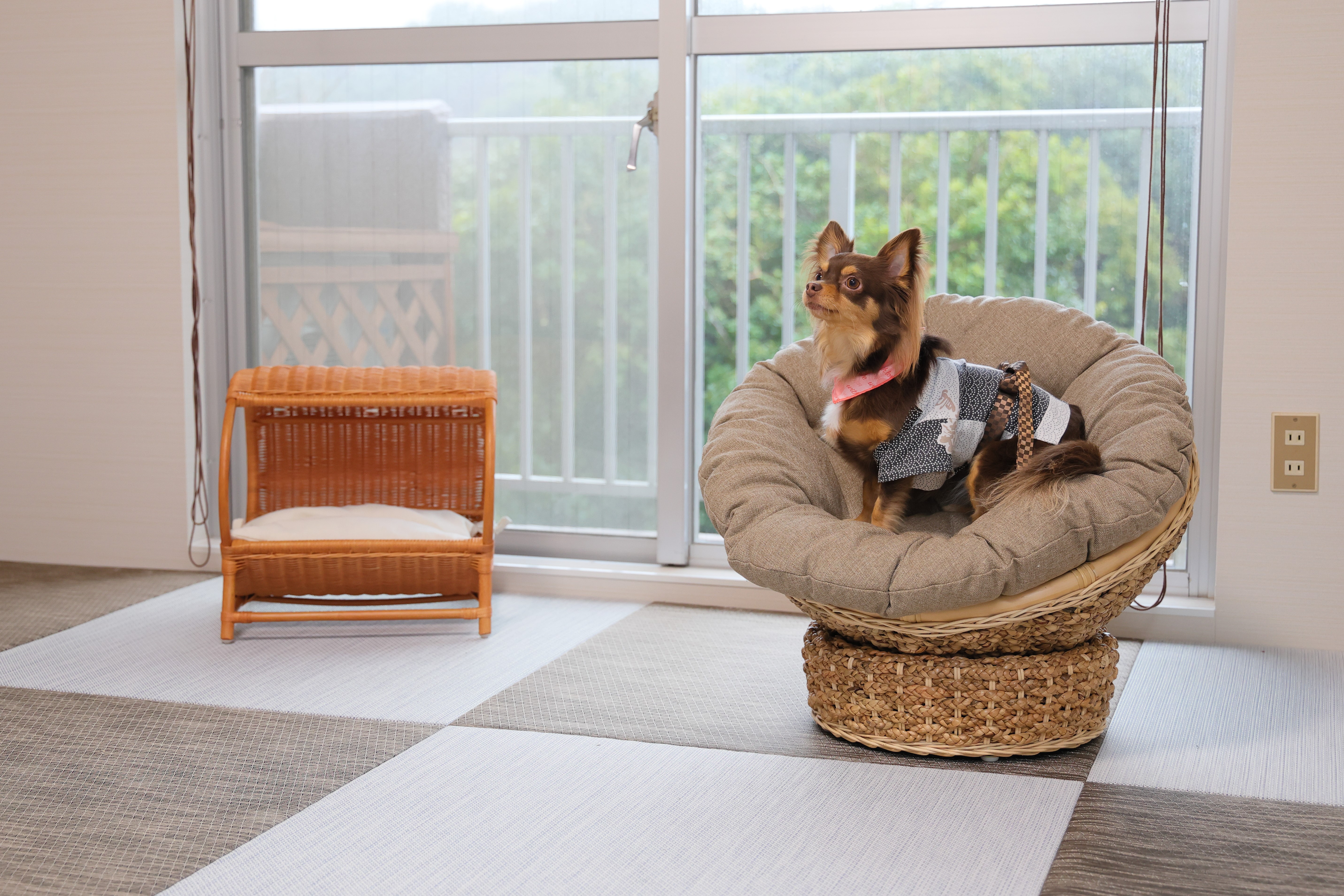 わんちゃん専用座椅子②