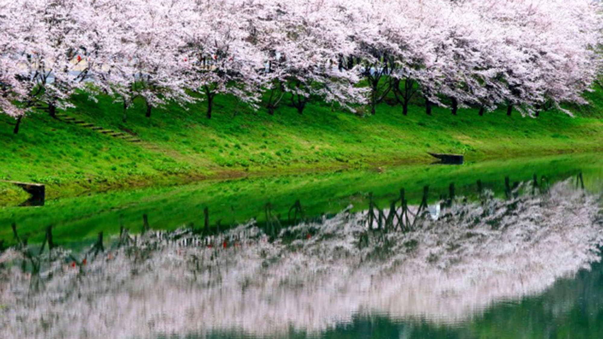 ・＜白竜湖桜＞湖の岸辺に桜並木が連なり、水面に桜が映えるの名所です