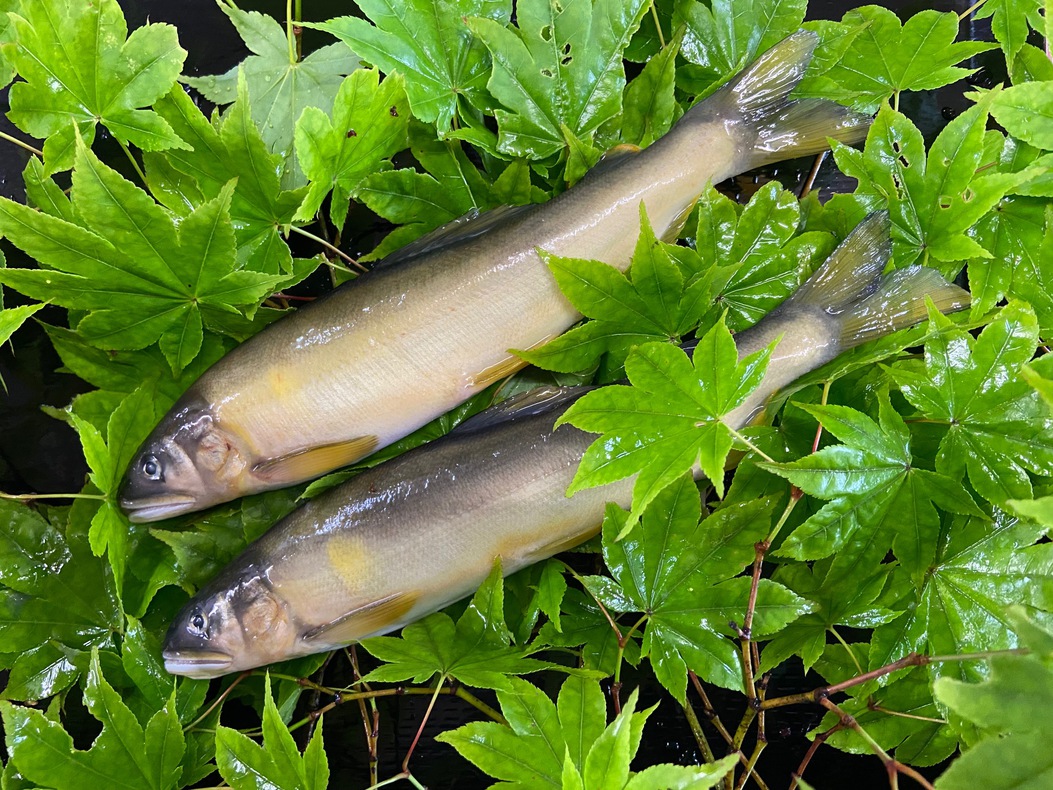 川魚（３種類）お楽しみプラン