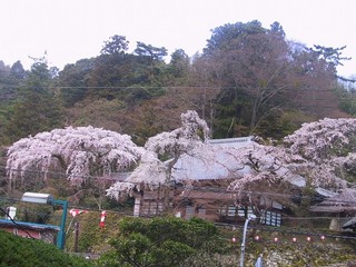 善福寺の桜