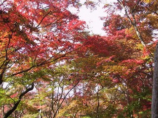 瑞宝公園-紅葉