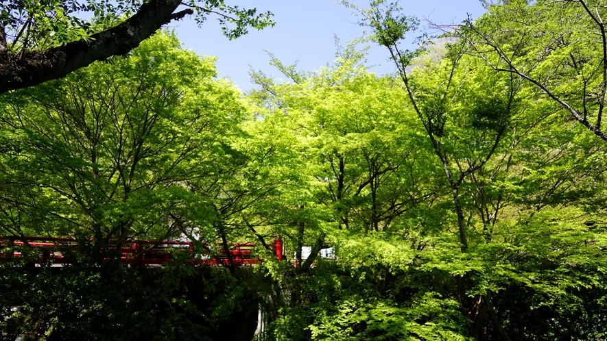 【風景】新緑の季節