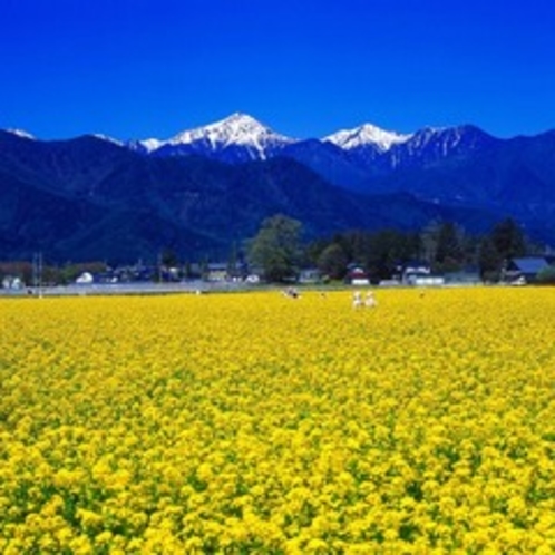 【春】常念岳をバックに！一面の菜の花畑。