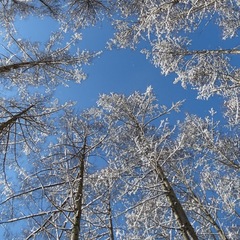 【冬】カラマツ林の雪景色