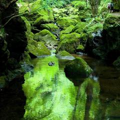 赤目四十八滝■竜ヶ壺■森林浴