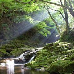 赤目四十八滝■姉妹滝■木漏れ日