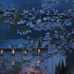 雨■桜■外観