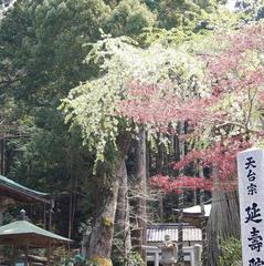 延寿院のしだれ桜も萌える緑色。