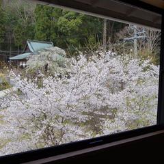 新館-KOMOREBI-■こもれび廊下■桜を眺める