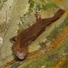 オオサンショウウオ■赤目四十八滝■国の天然記念物