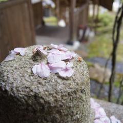 桜散る季節の一瞬■露天回廊