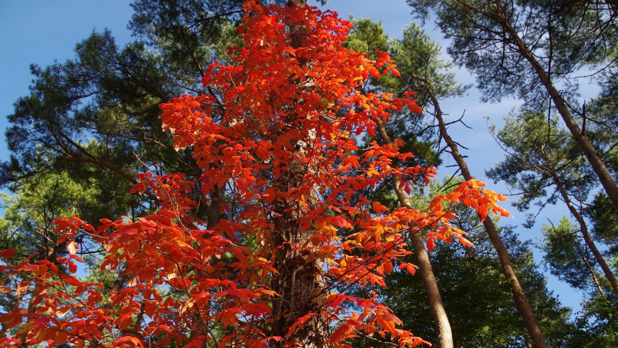 真っ赤に染まるツタウルシの紅葉