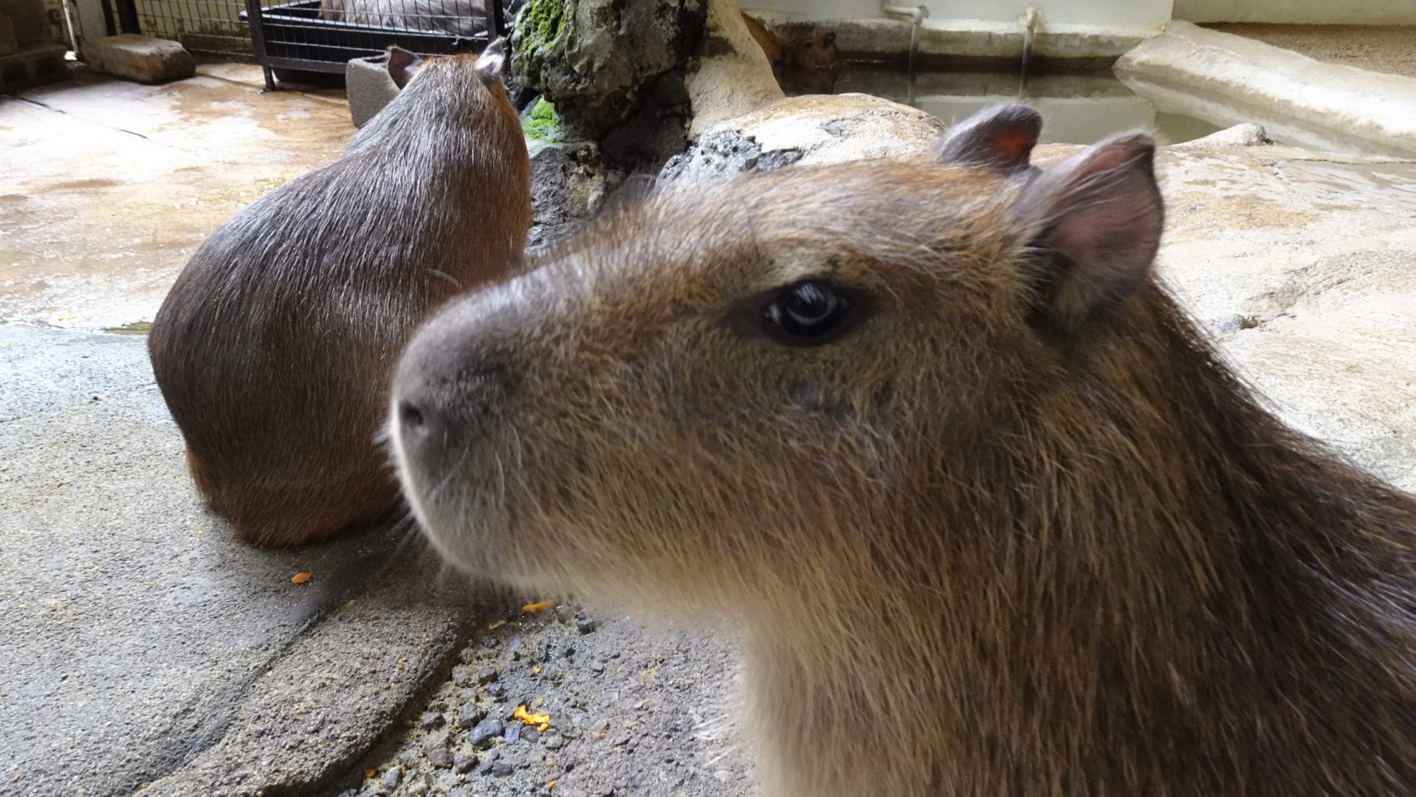 かわいいカピパラのいる草津熱帯圏