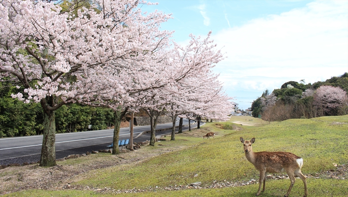 【レンタサイクル】セットプラン★宮島の大自然を駆け巡る！夕食はお部屋食1泊2食付きＳＴ