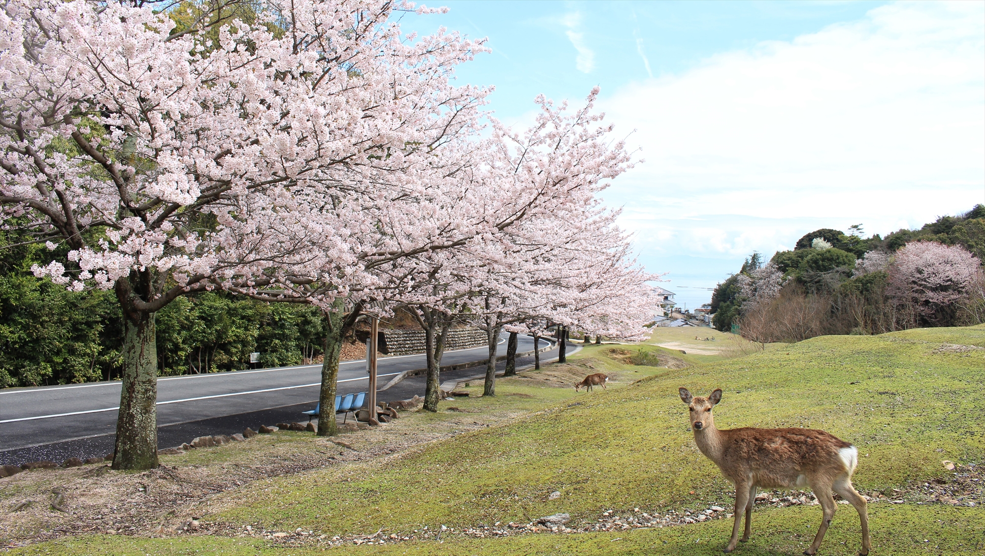 『鹿と桜のフォトスポット』実は桜の名所です！！鹿と桜の写真は宮島でしか撮れない、、かな(^^