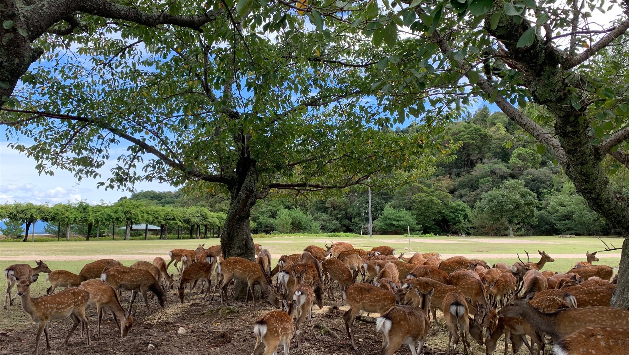 宮島にはたくさんの『野生の鹿』が暮らしています。こんな群れに遭遇したらちょっと怖い(・。・;