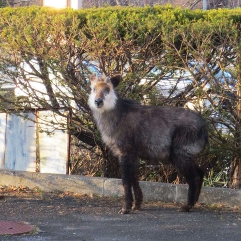 野生動物と遭遇出来るかも。県獣「ニホンカモシカ」