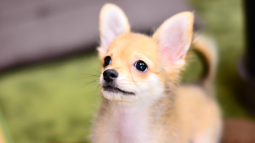 愛犬と泊まれるドッグルームあります