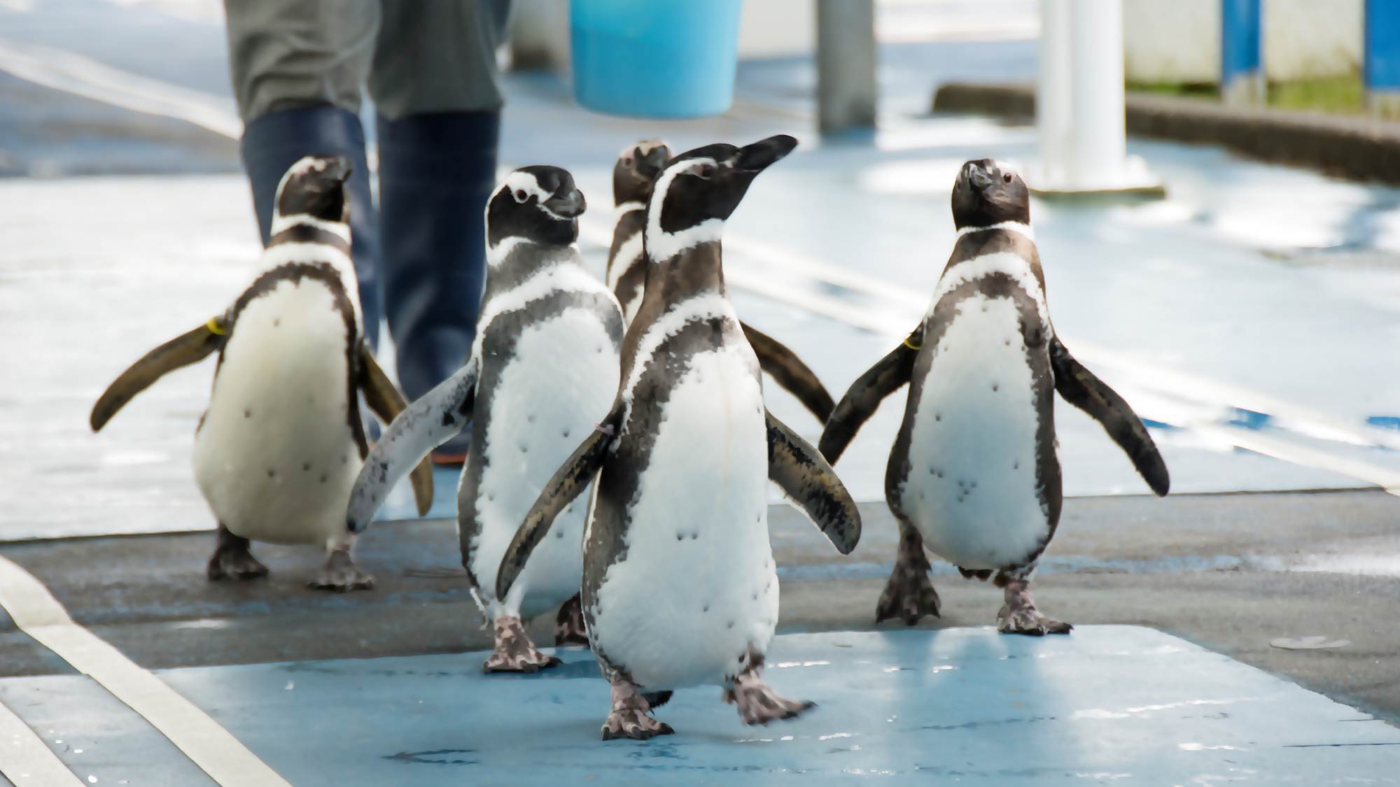 【のとじま水族館チケット付き】お子様連れファミリー歓迎！海の動物たちと触れ合おう（1泊2食付B）