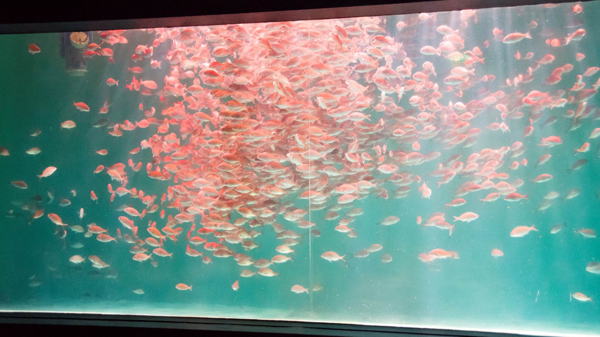 【のとじま水族館チケット付き】お子様連れファミリー歓迎！海の動物たちと触れ合おう（1泊2食付B）