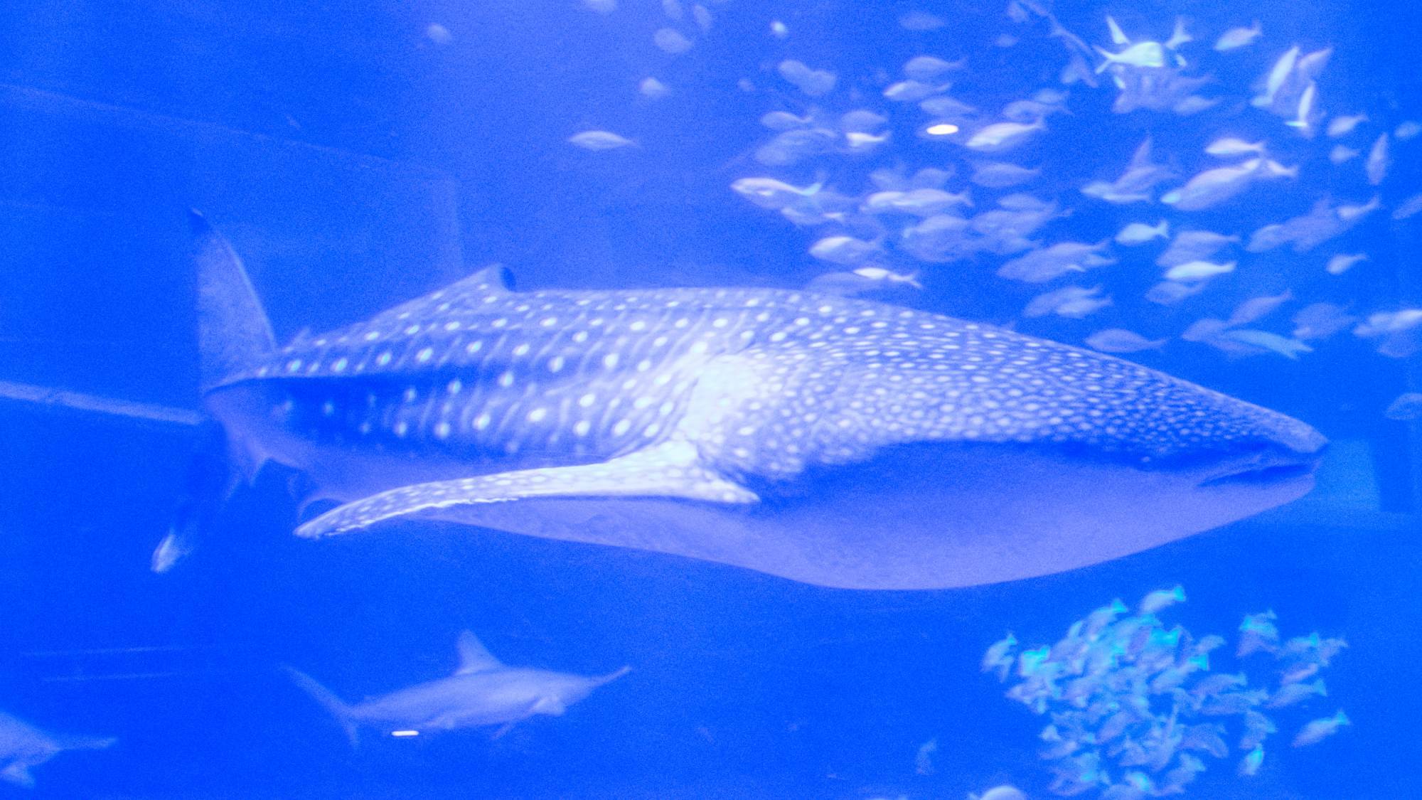 【のとじま水族館チケット付き】お子様連れファミリー歓迎！海の動物たちと触れ合おう（1泊2食付B）