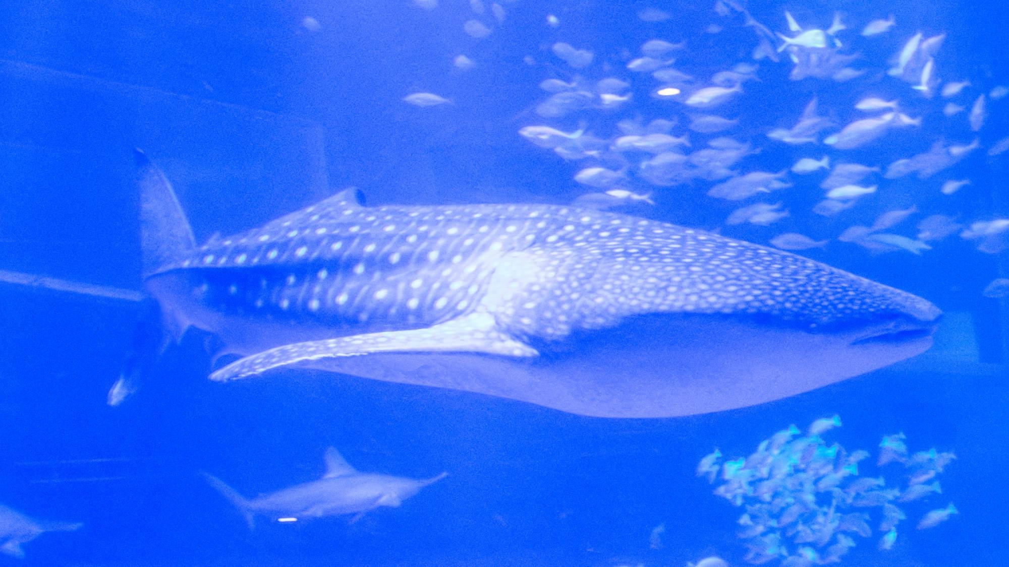 【のとじま水族館チケット付き】お子様連れファミリー歓迎！海の動物たちと触れ合おう（1泊2食付B）