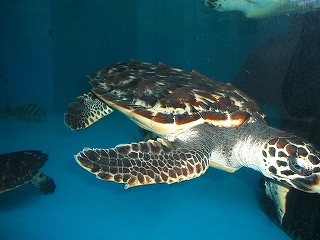 国民の宿 うみがめ荘 宿泊予約 楽天トラベル 国民の宿 うみがめ荘 宿泊予約 楽天トラベル