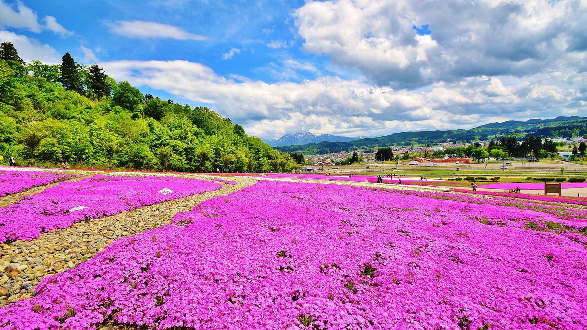 **残雪の越後三山と鮮やかなピンク色の芝桜のコントラストが綺麗♪芝桜は5月中旬が見頃です！