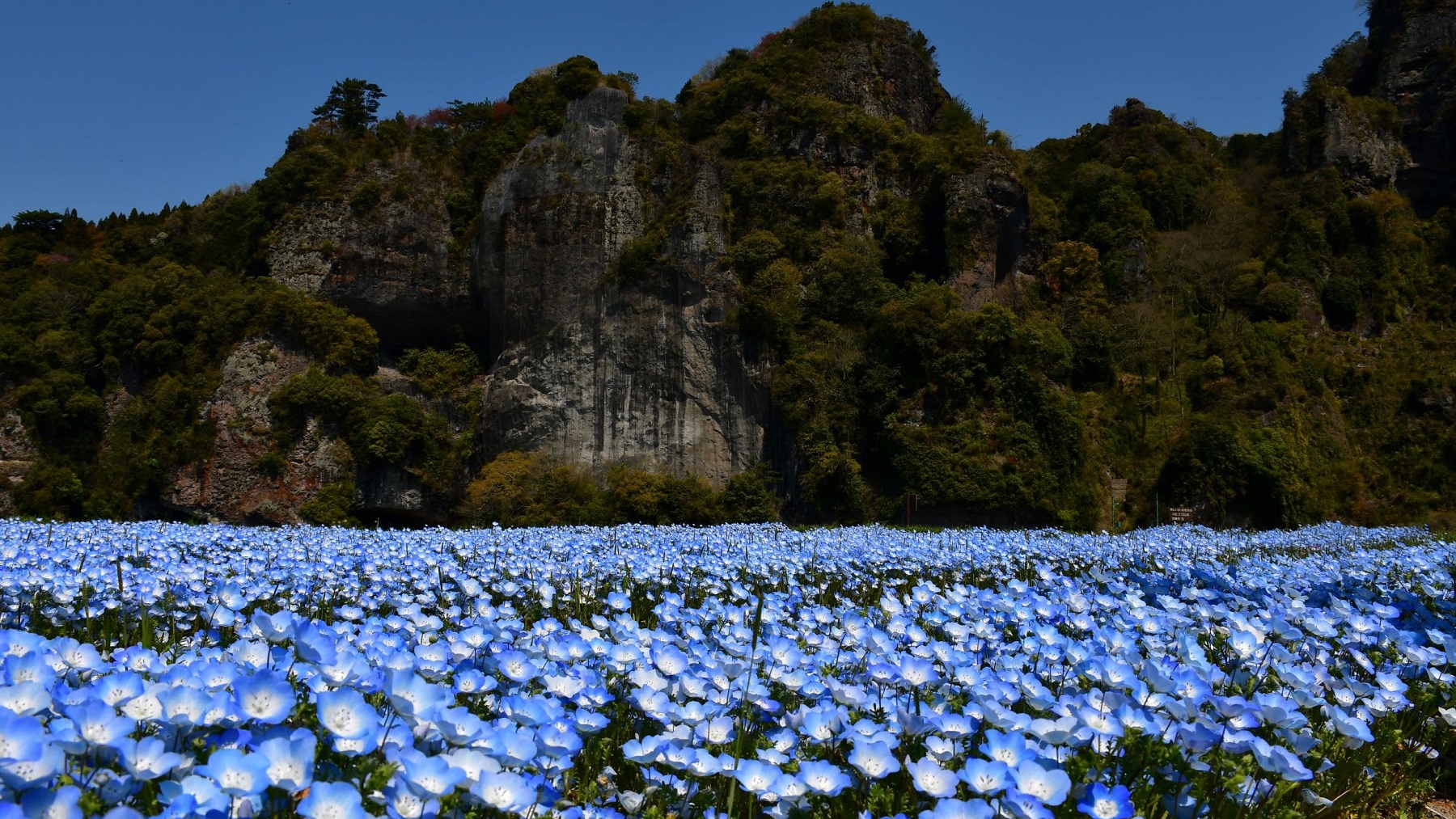 一目八景(夏)/(一社)中津耶馬渓観光協会
