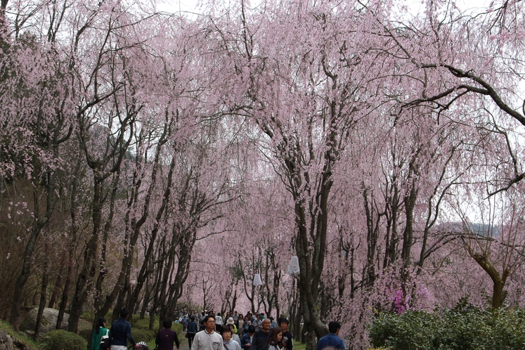 世羅甲山ふれあいの里3