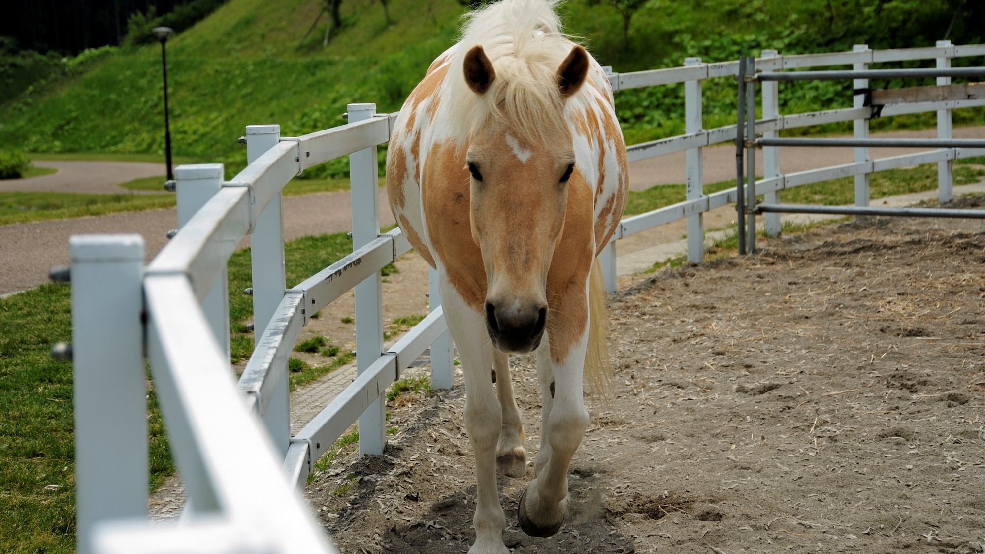 【当館から車で17分】十和田市馬事公苑　広大な敷地で馬と触れ合える公園