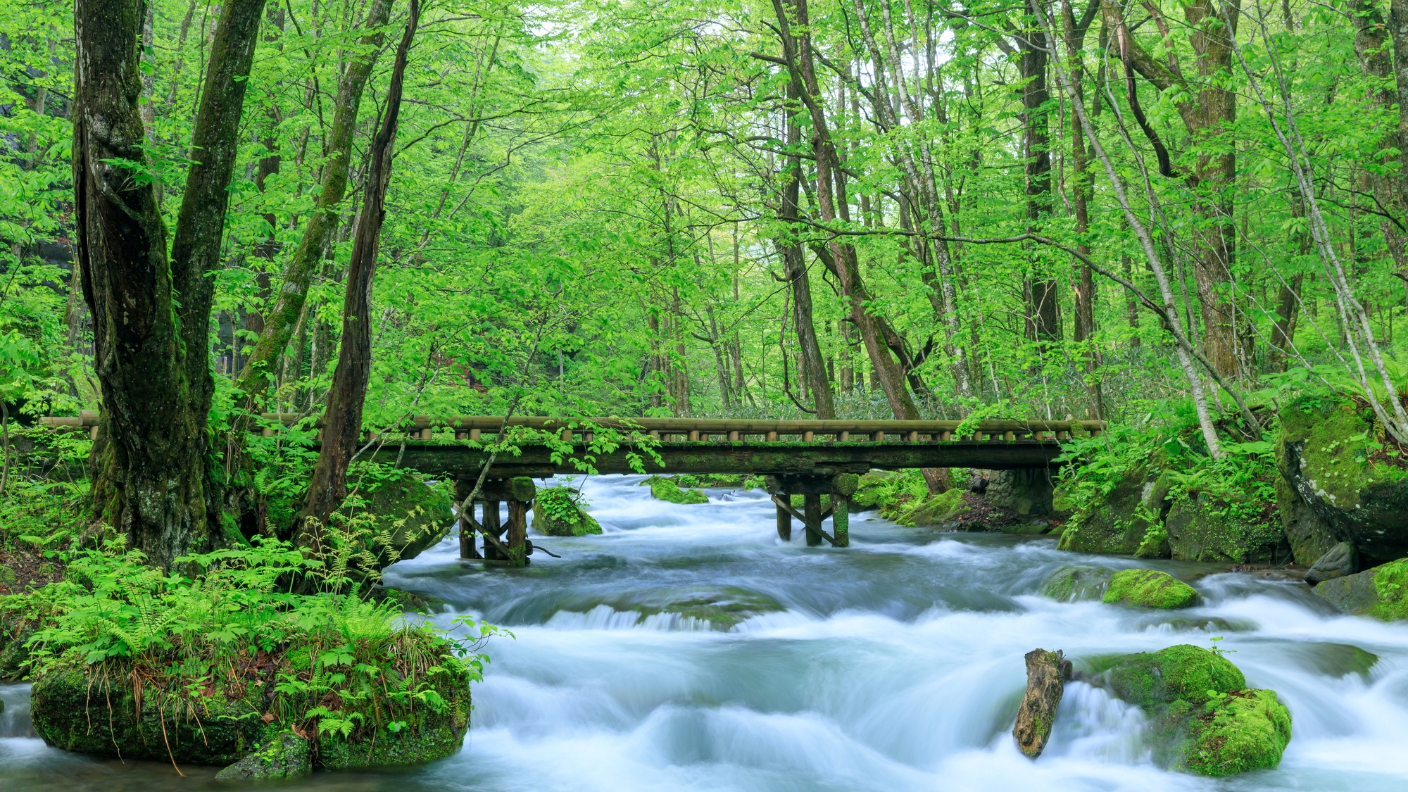 【当館から車で50分】奥入瀬渓流　多くの滝や清流が続く、千変万化の渓流美