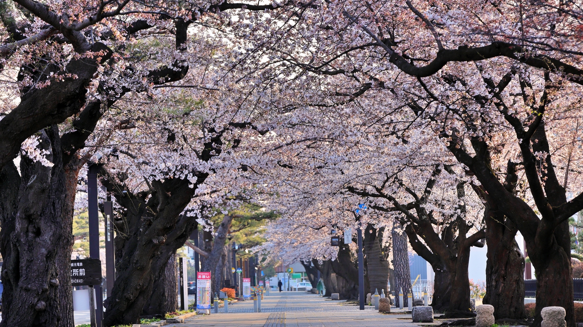 【当館から徒歩10分】官庁街通り　桜並木や松並木が美しい日本の道100選の一つ