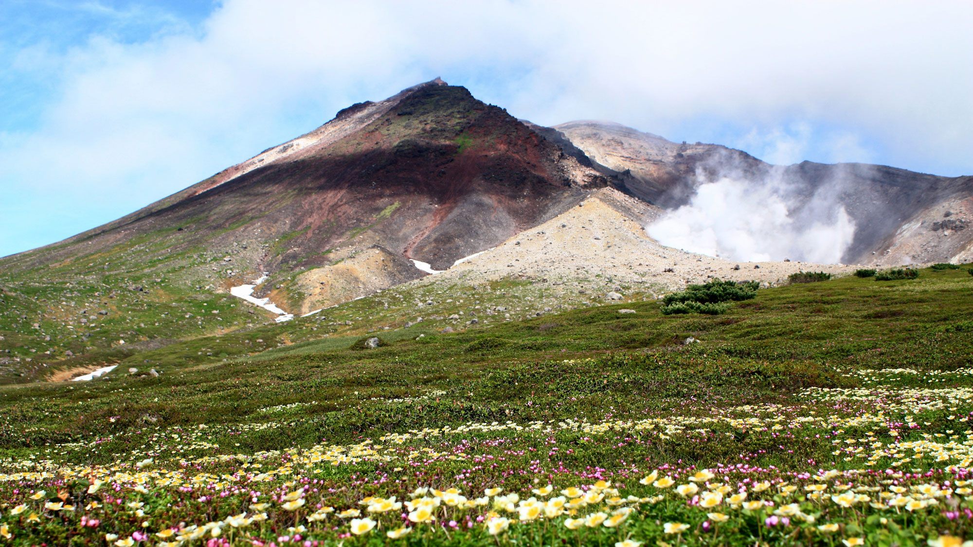 高山植物が咲き誇る7月の旭岳