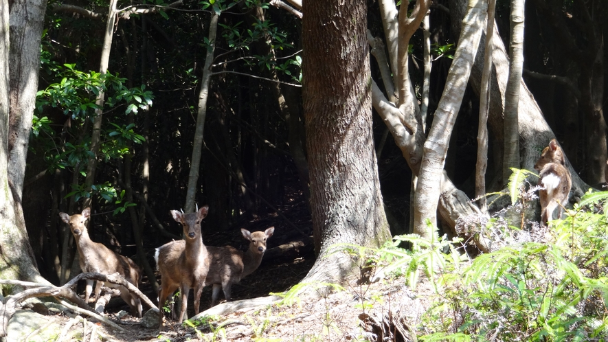 *【野生動物】ヤクシカ。屋久島には2万頭弱が生息。