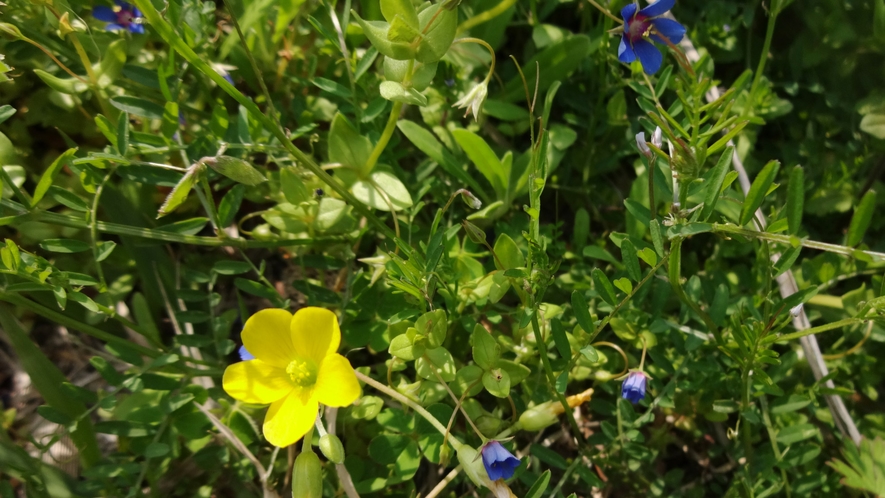 *【周辺】西部林道の花～♪