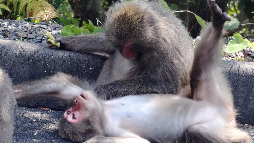 *【野生動物】じゃれてる姿がかわいいです！