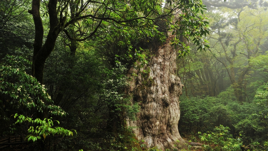 *【周辺】縄文杉～日本で最も太いスギの木。