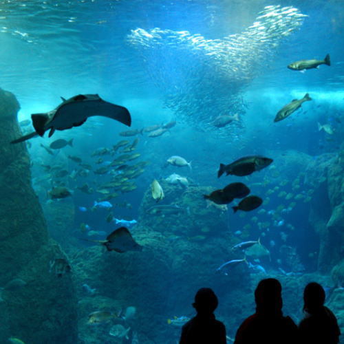【6月限定】新江ノ島水族館の入館引き換え券（大人用）付き♪湘南の人気スポットへ行こう♪（食事なし）