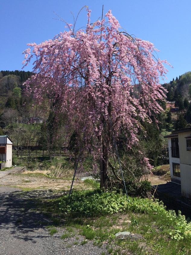 写真4