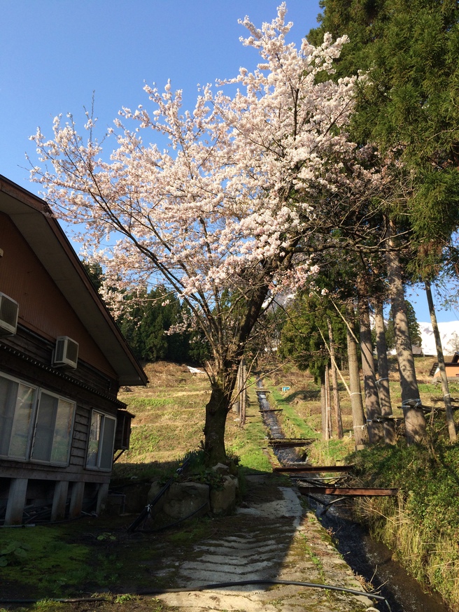 写真2