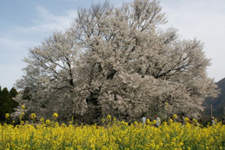 『　一心行の大桜　』