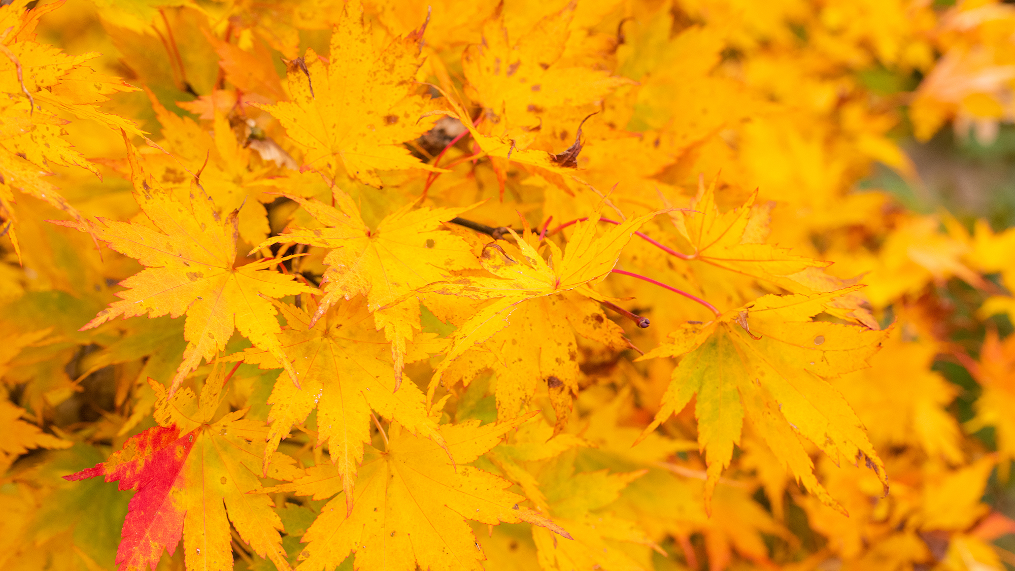 *【かみくら周辺の景色：秋】栗駒山の紅葉の見ごろは10月上旬～中旬となります