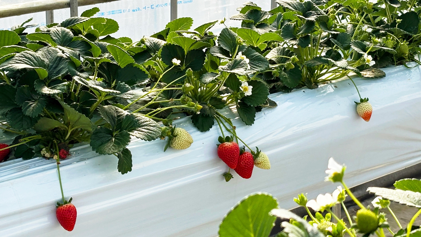 【いちご狩り割引券付き！】栃木の赤い宝石を堪能！摘みたての甘さを楽しむ温泉満喫１泊２食プラン